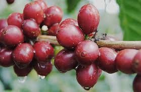 Cata técnica de café: fundamentos, procesos y análisis sensorial